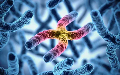 3D illustration of a chromosome highlighting the genetic mutation responsible for Genetic Huntington’s Disease