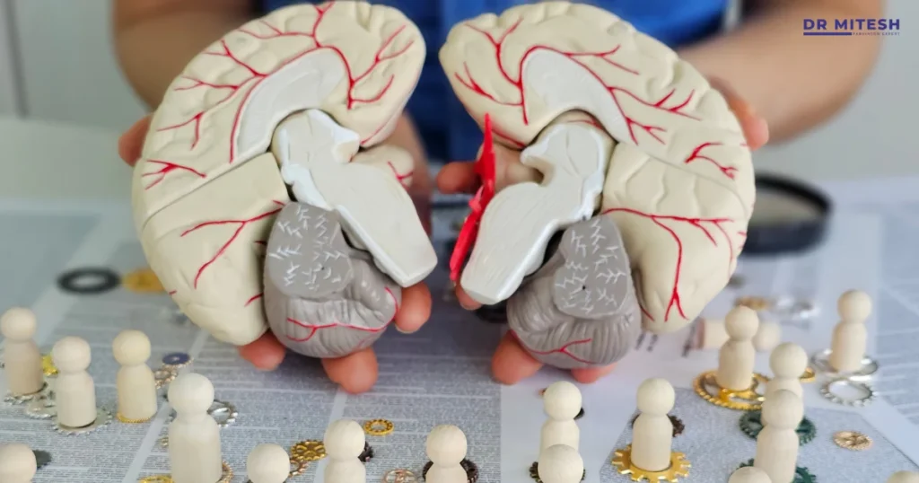 Medical professional holding a brain model to explain the differences between MSA-P and MSA-C.