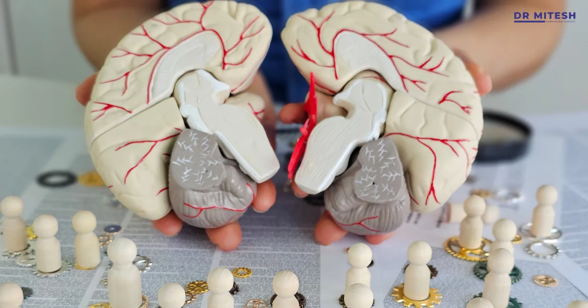 Medical professional holding a brain model to explain the differences between MSA-P and MSA-C.